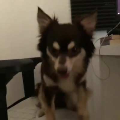 tadinho