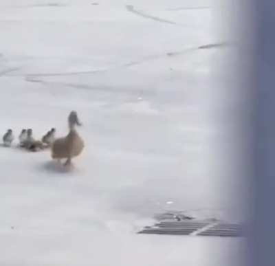 That last duckling though