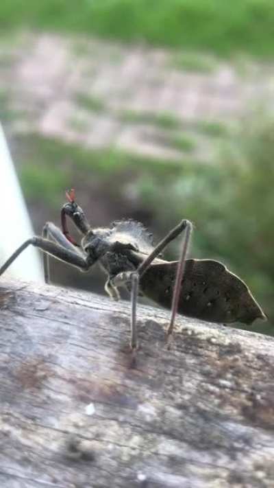 This monster of a bug with a fake looking face. It&rsquo;s body is about an inch long.