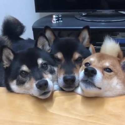 Triple mlem!