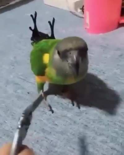 pop goes the birdie