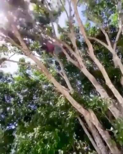 Jamaican Tarzan.