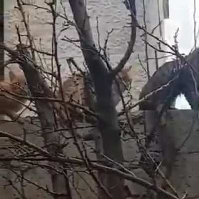 Cats orgy in Amman