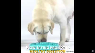 Smart Dog