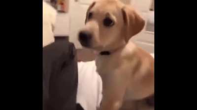 What the dog doing?