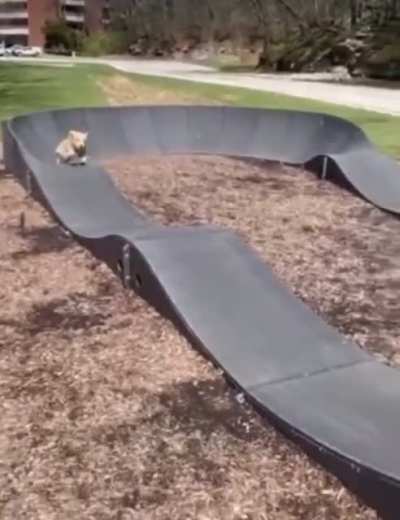 Good boy doesn&rsquo;t need wheels to have fun