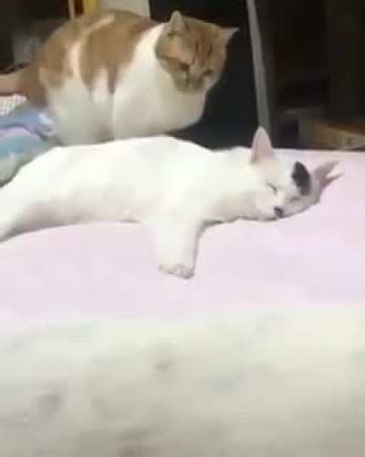Real footage of Adolf Hitler assassination attempt( July 20, 1944)