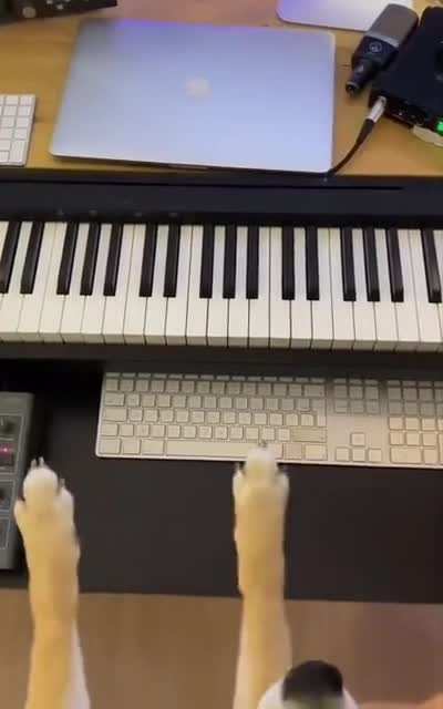 Pet Raves