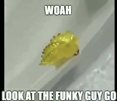 I was sent this and I have no idea what bug it is...