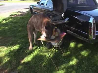 Randy you set up this elaborate charade to cover eating 7 cheeseburgers? ... Mr. Lahey I'm not lying about this it was a great big tiger