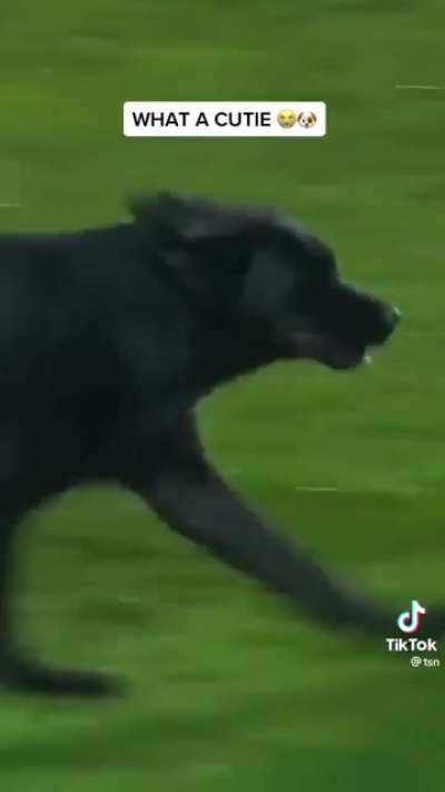 Football players and referee trying to remove dog from pitch