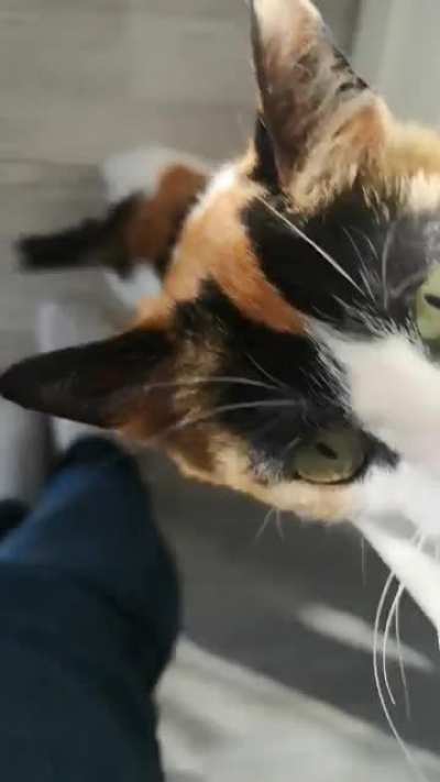Pet me please