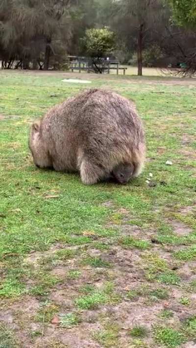 On Maria island, Tasmania