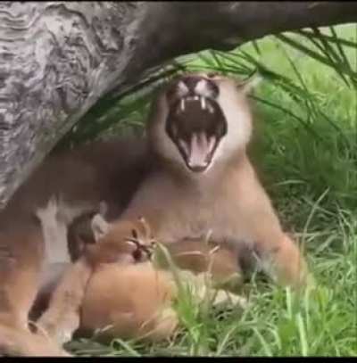 Aaaaaaa