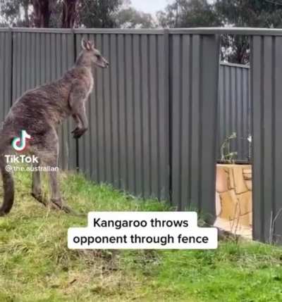 Kangaroo Fight 🥊🦘