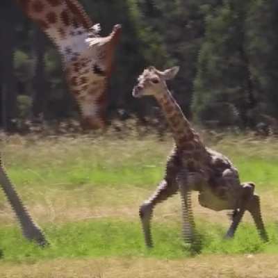 Within hours of leaving the safety of their mum&rsquo;s womb, young giraffes can stand, feed, and walk, which is particularly important when they need to follow their herd away from the threat of ferocious carnivores.
