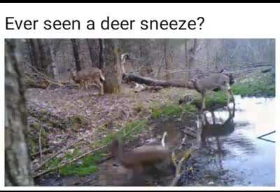 Oh deer