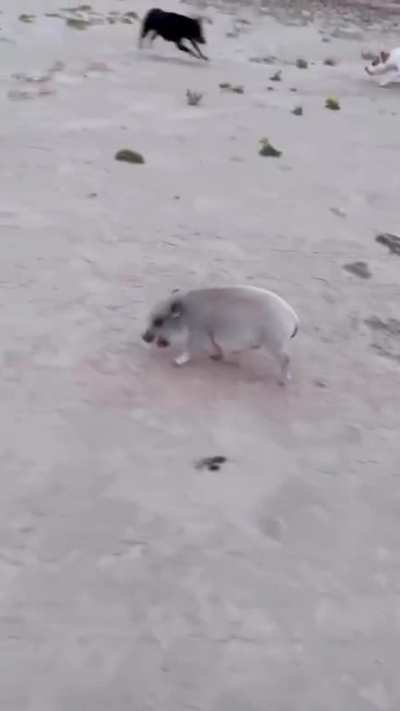 just a morning walk