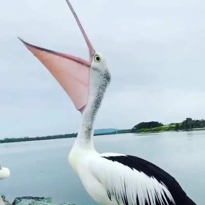 A Glitching Pelican
