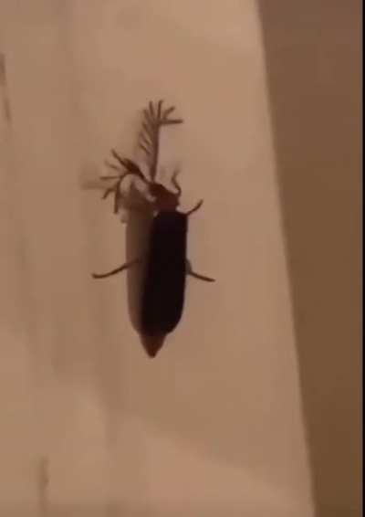 Megan Thee Stallion finds an &ldquo;eyelash bug&rdquo;