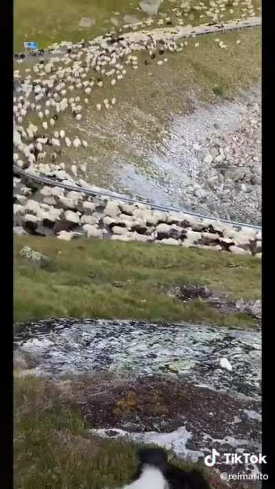 Wth do you have to do to piss off THIS MANY SHEEP?!