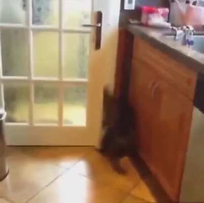 Halal funny cats 720p full movie