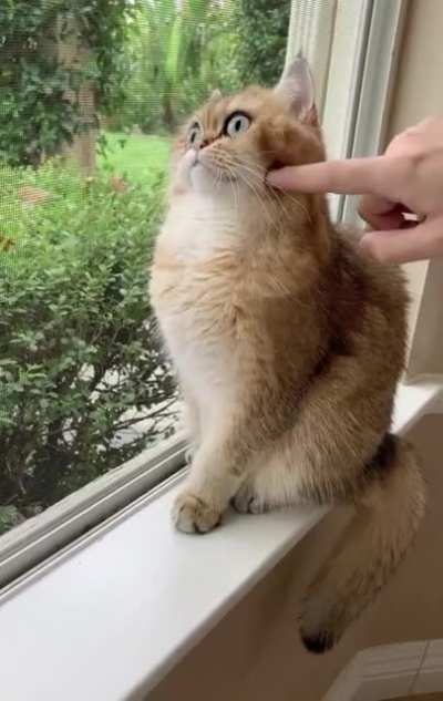 Cat has seen some horrible shit