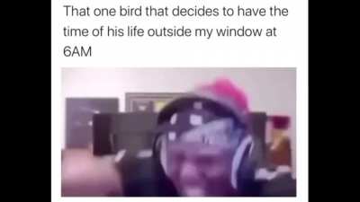 Damn fucking birds