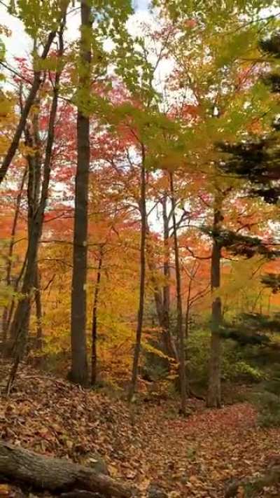 Who is excited for fall? 🍁🍂🙋🏼&zwj;♀️