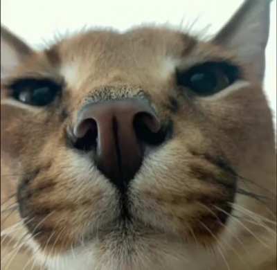 I smell shrimp