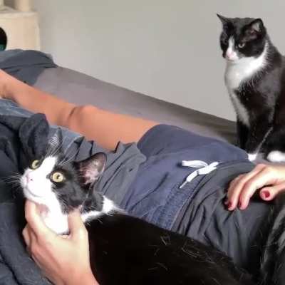 Jealous Catto...!