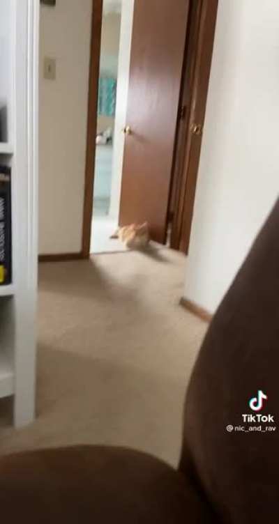 Let's play hide and seek little kitty