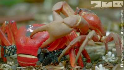The Journey of the Spy Crab