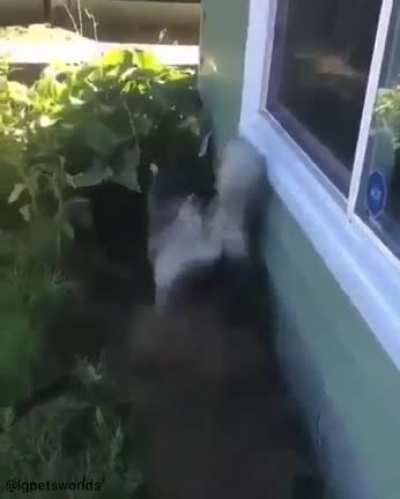 Husky doesn&rsquo;t want a bath