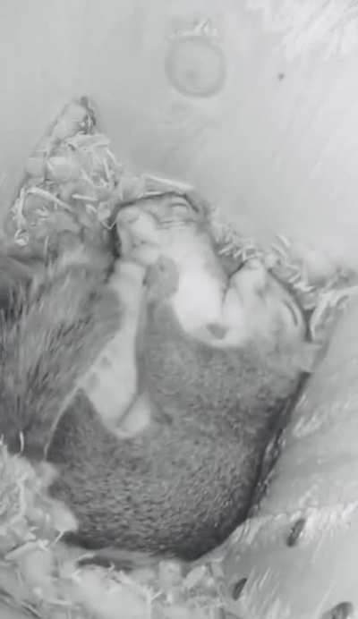 squirrels cuddling