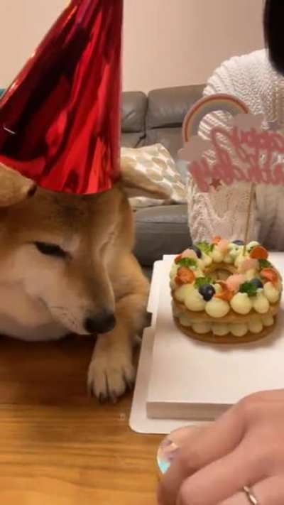 [IG @balltze] Balltze aka Cheems' Instagram live from today, celebrating his birthday.