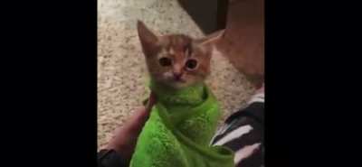 Burrito baby screams