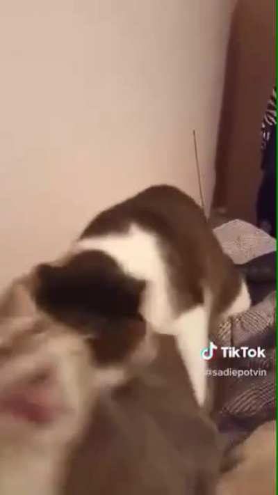 found this on tiktok