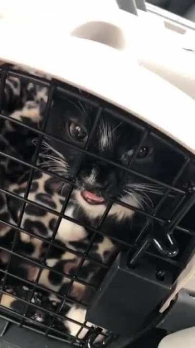 Dosed up teefies