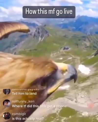 Mfs a bird