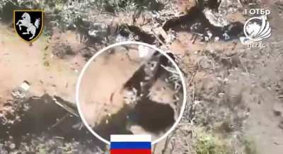 Ukraine's 1st Tank Brigade "Pegas" ("Pegasus") strike drone company used munition drops to target numerous Russian infantrymen in trees, fields, and residential ruins, striking a large number. Published August 15, 2024