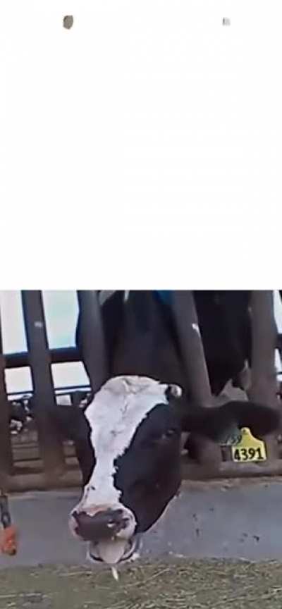 what you vegoons have to understand is that they're not all this inhumane