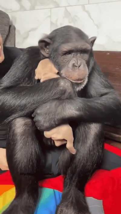 Chimp&rsquo;s reaction to seeing a puppy for the first time