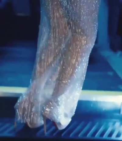Hailee Steinfeld