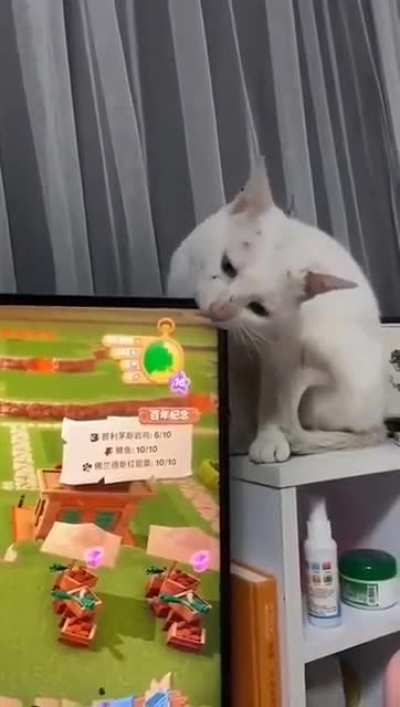 C&oacute;mo hacer. C&oacute;mo hacer genocidio de gatos sin ser capturado buscar