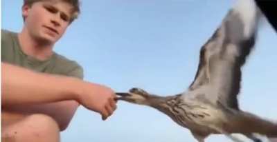 Steve Irwin's son is exactly what the world needs right now. His patience is unlimited!