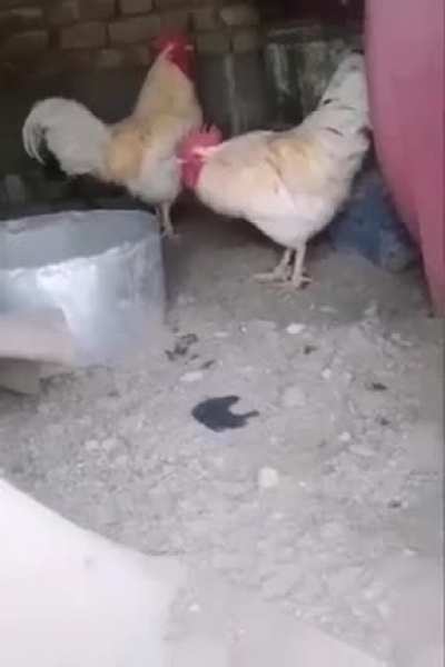 Ку-ка-ре-ку!