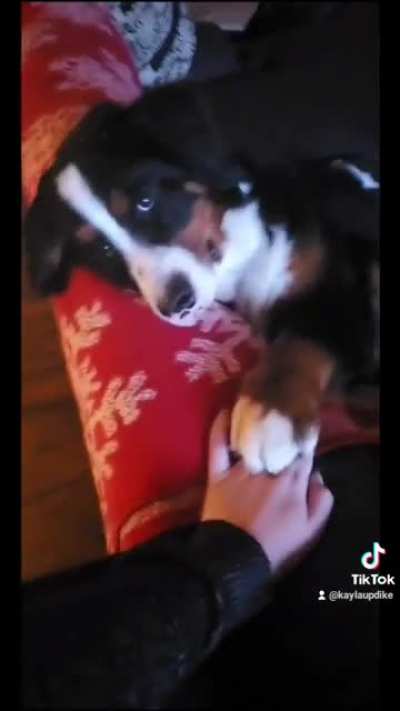i would die for this dog