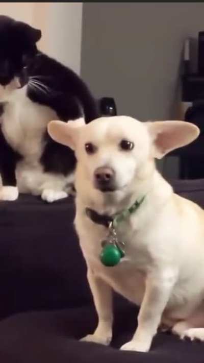 Poor doggo lives in constant fear.