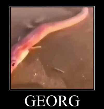 Someone sent this to me today and I can&rsquo;t get it out of my head, what fish it it? Is it fake or mutated or something?